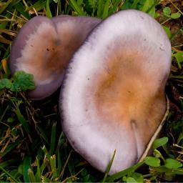 Collybia sordida