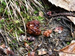 Gyromitra esculenta