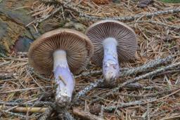 Cortinarius stillatitius