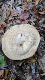 Paxillus involutus