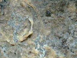 Mycobernardia incrustans