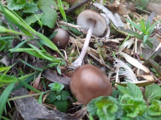 Mycena plumipes