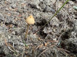 Conocybe macrospora