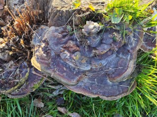 Ganoderma resinaceum