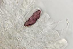 Saccobolus depauperatus