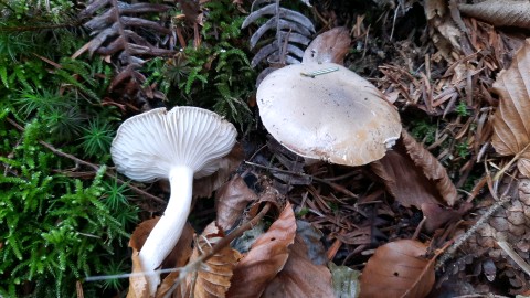 Hygrophorus agathosmus