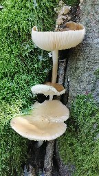 Hymenopellis radicata