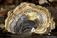 Trametes versicolor