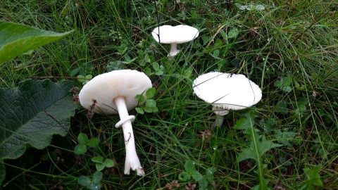 Leucoagaricus leucothites