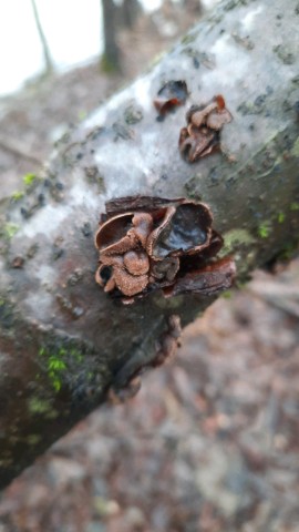 Encoelia furfuracea