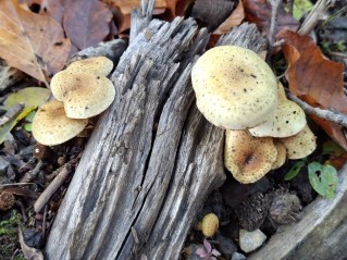 Pholiota gummosa