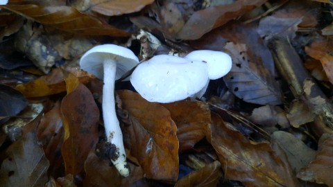 Hygrophorus eburneus