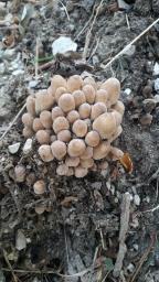 Coprinellus disseminatus