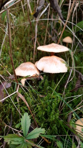 Cystoderma amianthinum