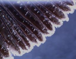 Coprinellus ellisii