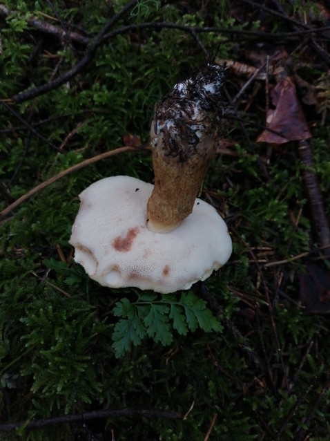 Tylopilus felleus