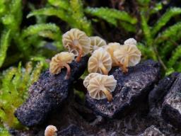 Mycena cupressina