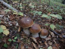 Boletus edulis