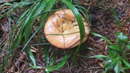 Russula decolorans