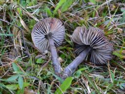 Hygrocybe ovina