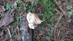 Inocybe pyriodora