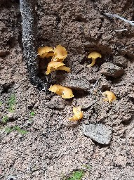 Cantharellus friesii