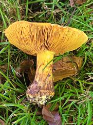 Calonarius elegantior