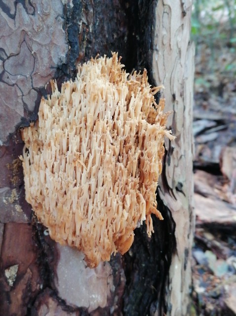 Artomyces pyxidatus