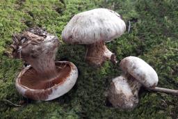 Cortinarius traganus