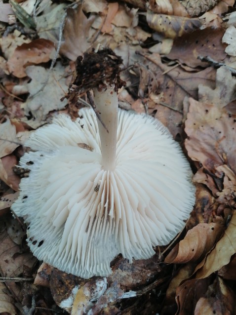 Megacollybia platyphylla