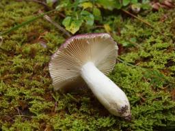 Russula cavipes