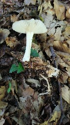 Megacollybia platyphylla