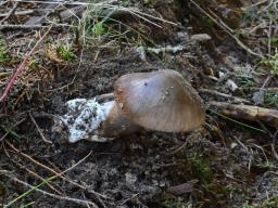 Amanita spadicea