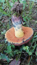 Suillellus queletii