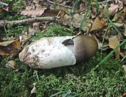 Amanita pachyvolvata