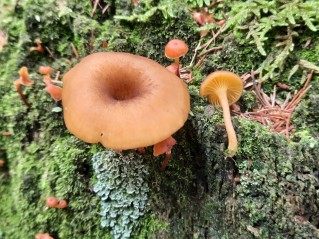 Chrysomphalina chrysophylla