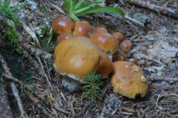 Cortinarius turmalis