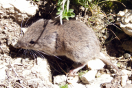 Microtus nivalis