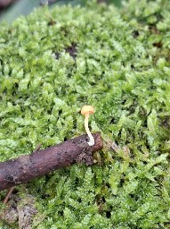 Mycena acicula