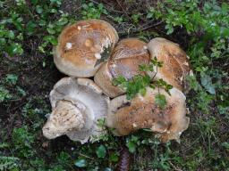 Catathelasma imperiale