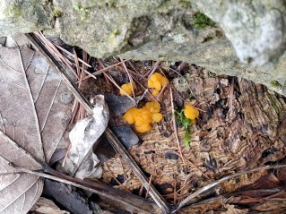 Dacrymyces stillatus