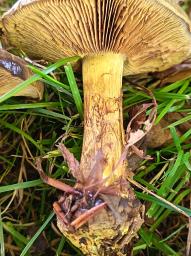 Calonarius atrovirens
