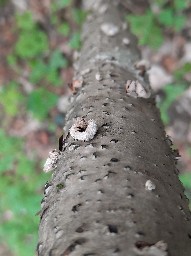 Encoelia furfuracea
