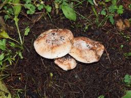 Leucoagaricus marginatus