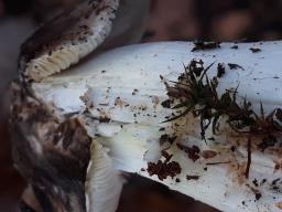 Tricholoma portentosum