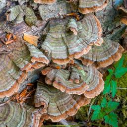 Stereum subtomentosum