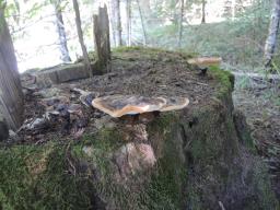 Ganoderma carnosum