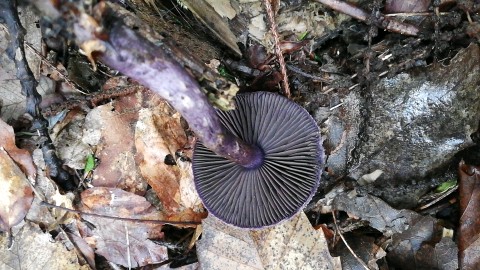 Cortinarius violaceus