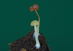 Lactocollybia cycadicola