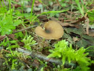 Entoloma incanum